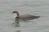 Great Northern Diver at Southend Pier (Steve Arlow) (38941 bytes)
